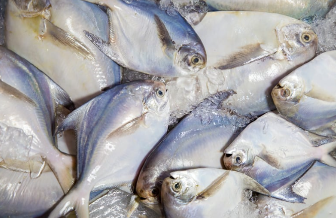 MPASI ikan lokal, ikan untuk MPASI, pengganti salmon untuk bayi, menu MPASI ikan, manfaat ikan untuk bayi, ikan sehat untuk bayi, Bunda, si Kecil